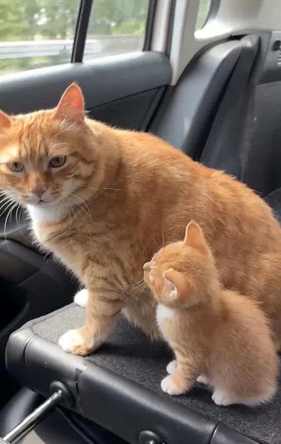 网络配资开户 猫爸晕车蔫成霜打茄子，小奶猫贴身当拐杖，喵声安慰暖哭人